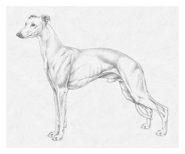 whippet image pencil drawing
